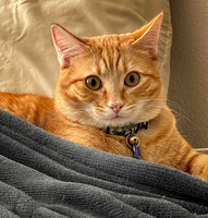 Percy