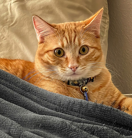 Percy