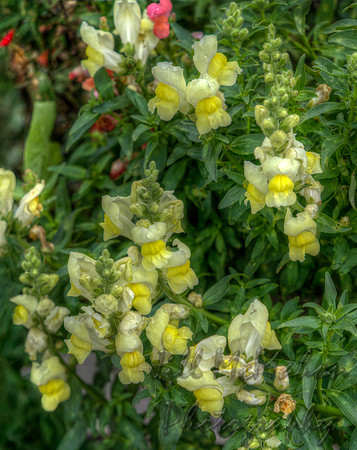 A Little Yellow
