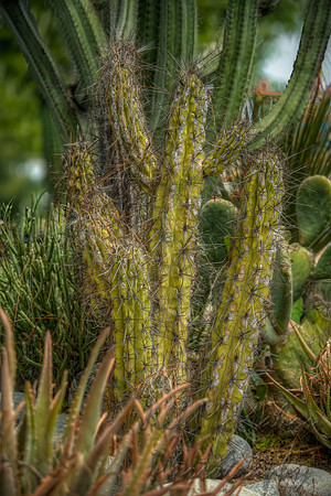 Cactus Corner