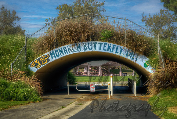 Monarch Butterfly Day