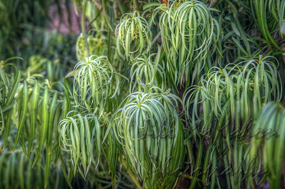 Reminds Me Of Lhasa Apsos