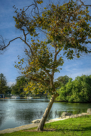 Another Day Another Tree