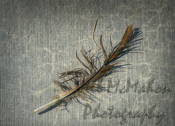 Well-Used Feather