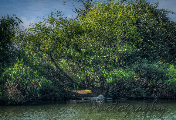 The Island