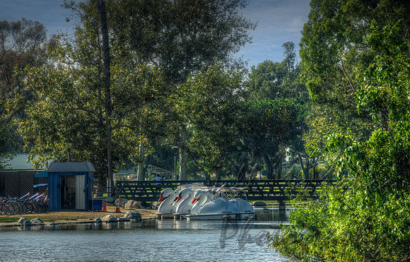 Swan Boats