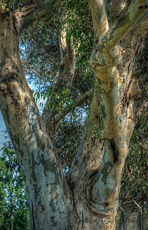 Bark