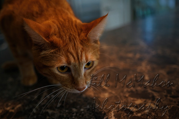 Hunting