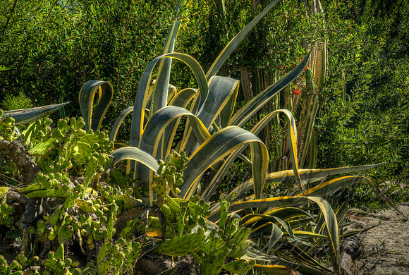 Agave