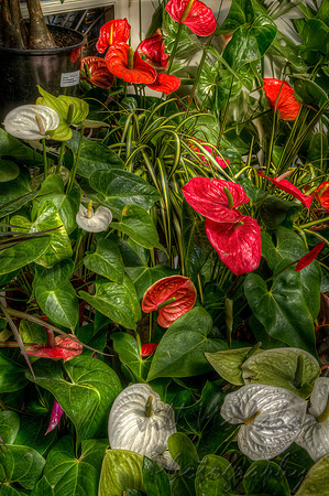 Anthurium