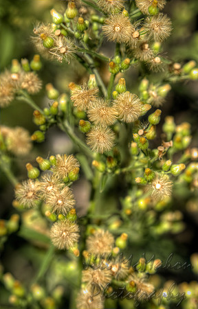 Fluffy Weed