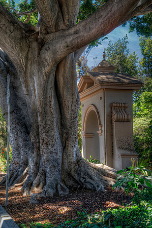 Moreton Fig