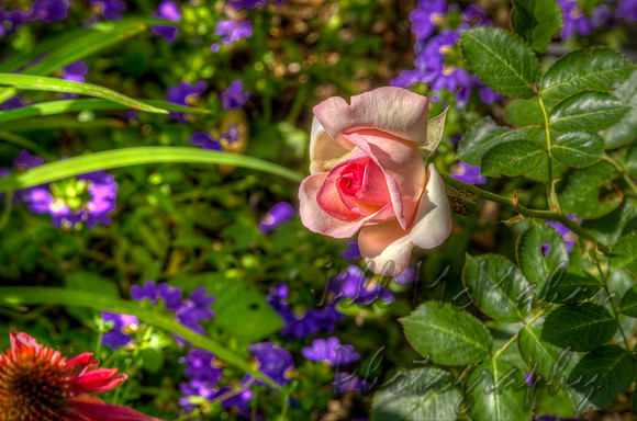 One Rose