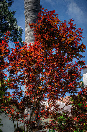Passing As Fall Color