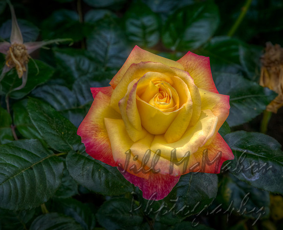 Yellow & Pink