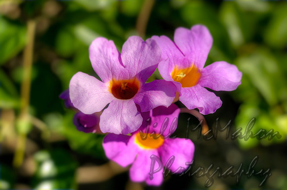 Thunbergia