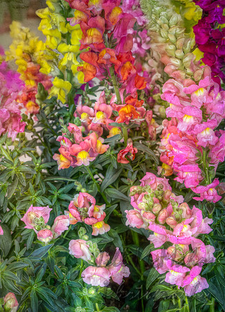 Snapdragons