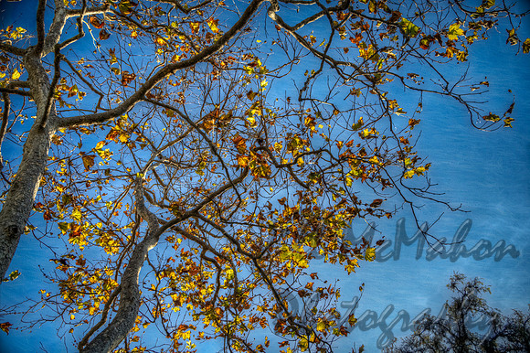 Fall