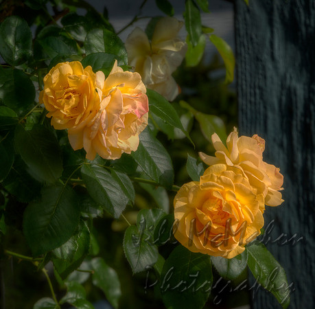 Golden Roses