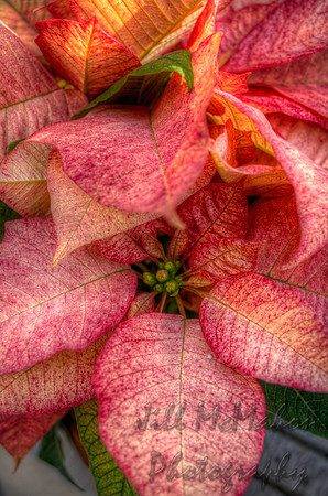 Pinkish Poinsettia