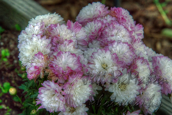 Purple Edges