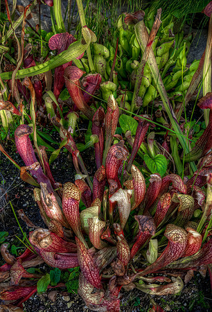 Carnivorous