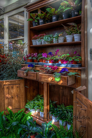 Plant Adoptions