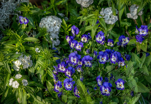 Violets