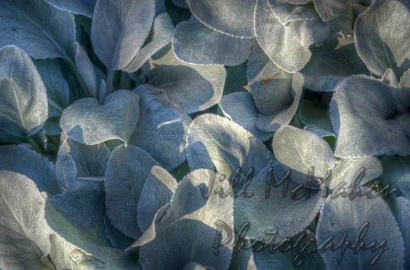 Leaves With Shadows