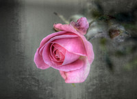 MiniRose