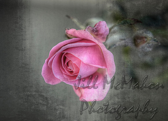MiniRose