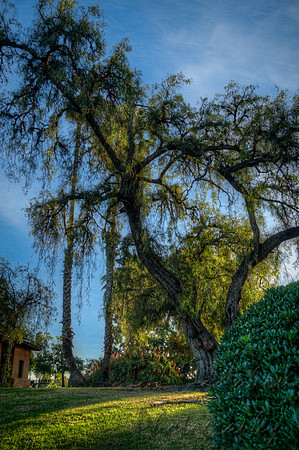 Shapes In The Tree