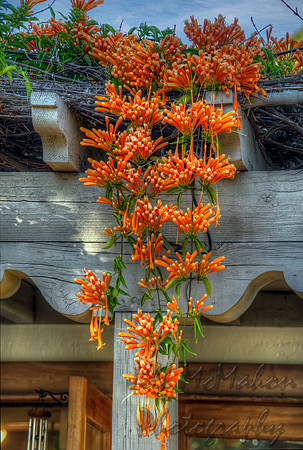 Flame Vine Cascade