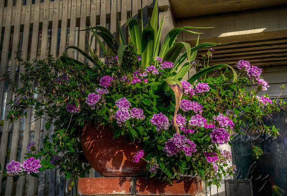 Verbena