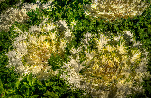 Ornamental Cabbage