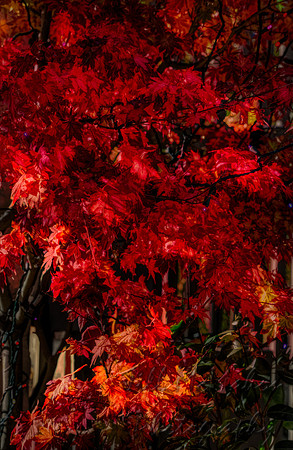 japanese maple
