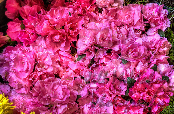 Azaleas
