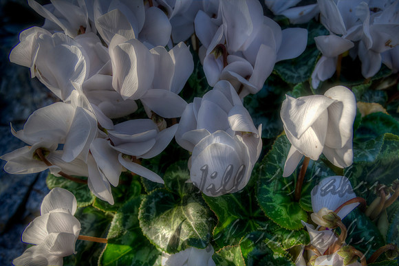 Cyclamen