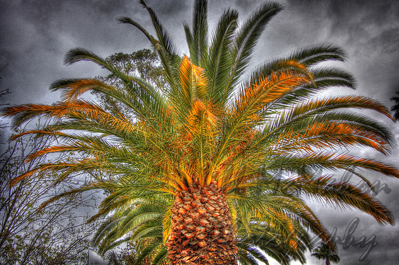 Palm