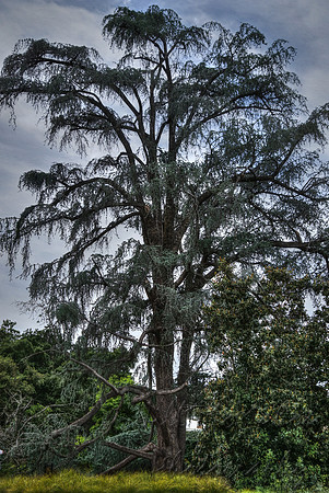 More Tree Drama