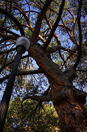 Italian Stone Pine
