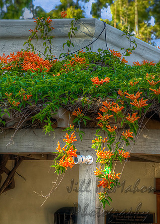 Roof Gardening
