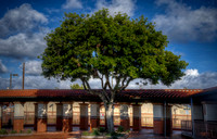A Tree & Its Clouds