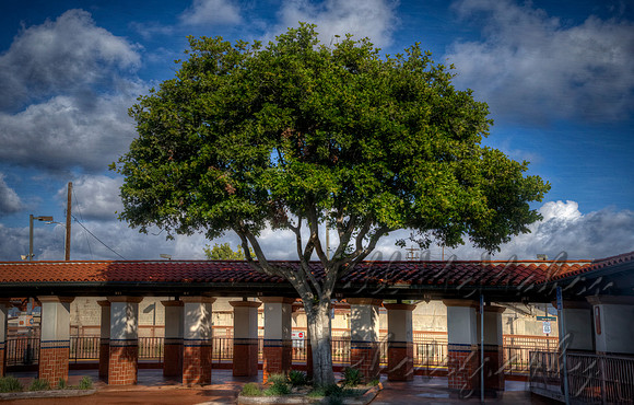 A Tree & Its Clouds