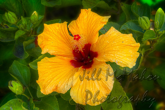 Hibiscus