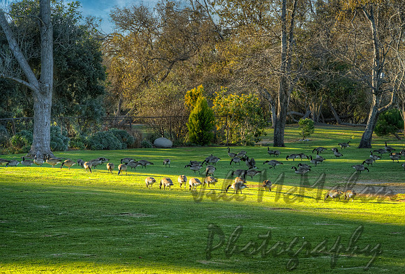 Ducks Hunting