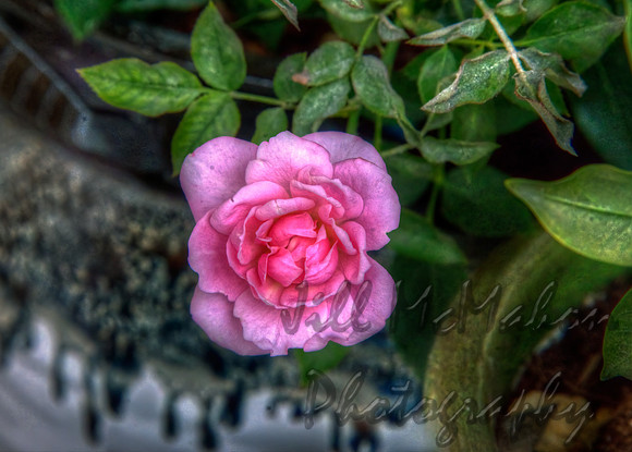 Mini Rose Still Blooming