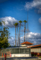 Taller Than Palms