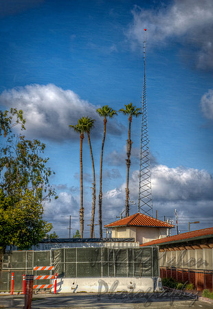 Taller Than Palms