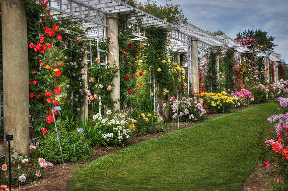 Lots of Roses 2